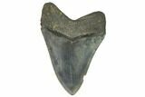 Fossil Megalodon Tooth - South Carolina #124534-2